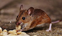 24 Hour & Emergency Exterminators in Highwood, MT